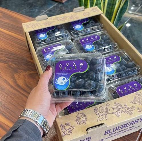 فروش بلوبری گلخانه ای به روش سالم