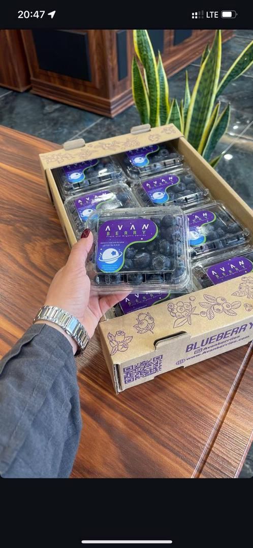 فروش بلوبری گلخانه ای به روش سالم