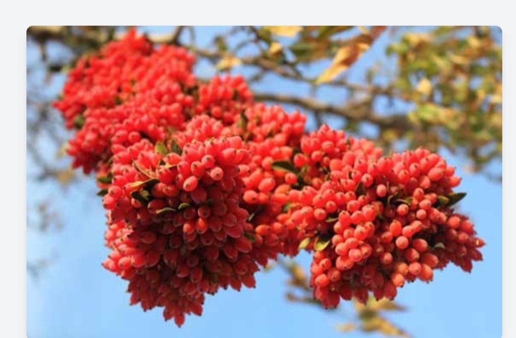 زرشک ایرانی/ iranian barberry
