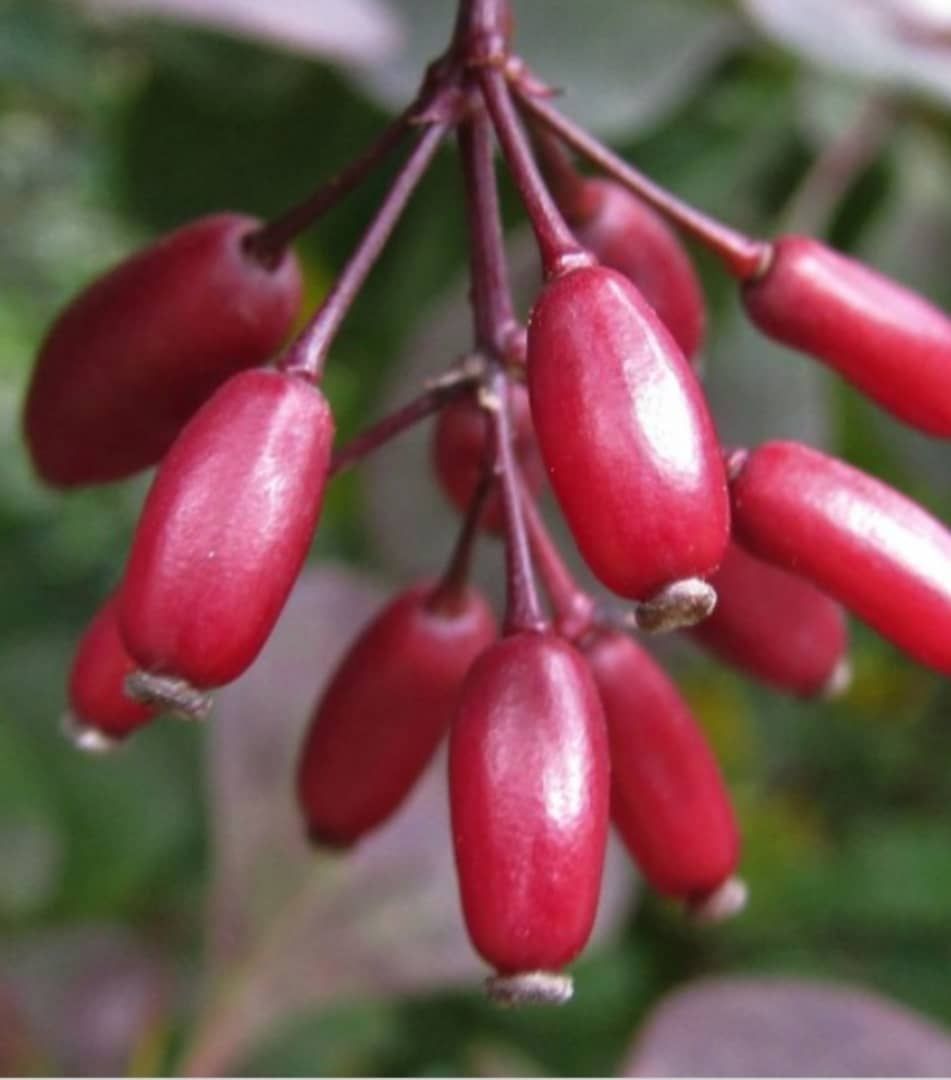 زرشک ایرانی/ iranian barberry