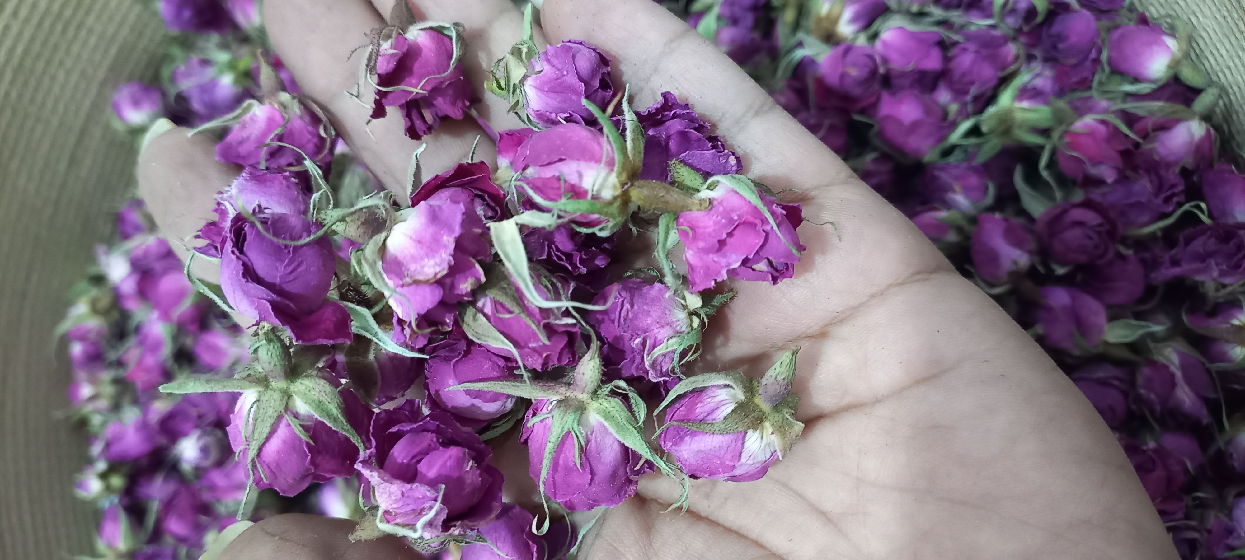 غنچه گل محمدی ایران