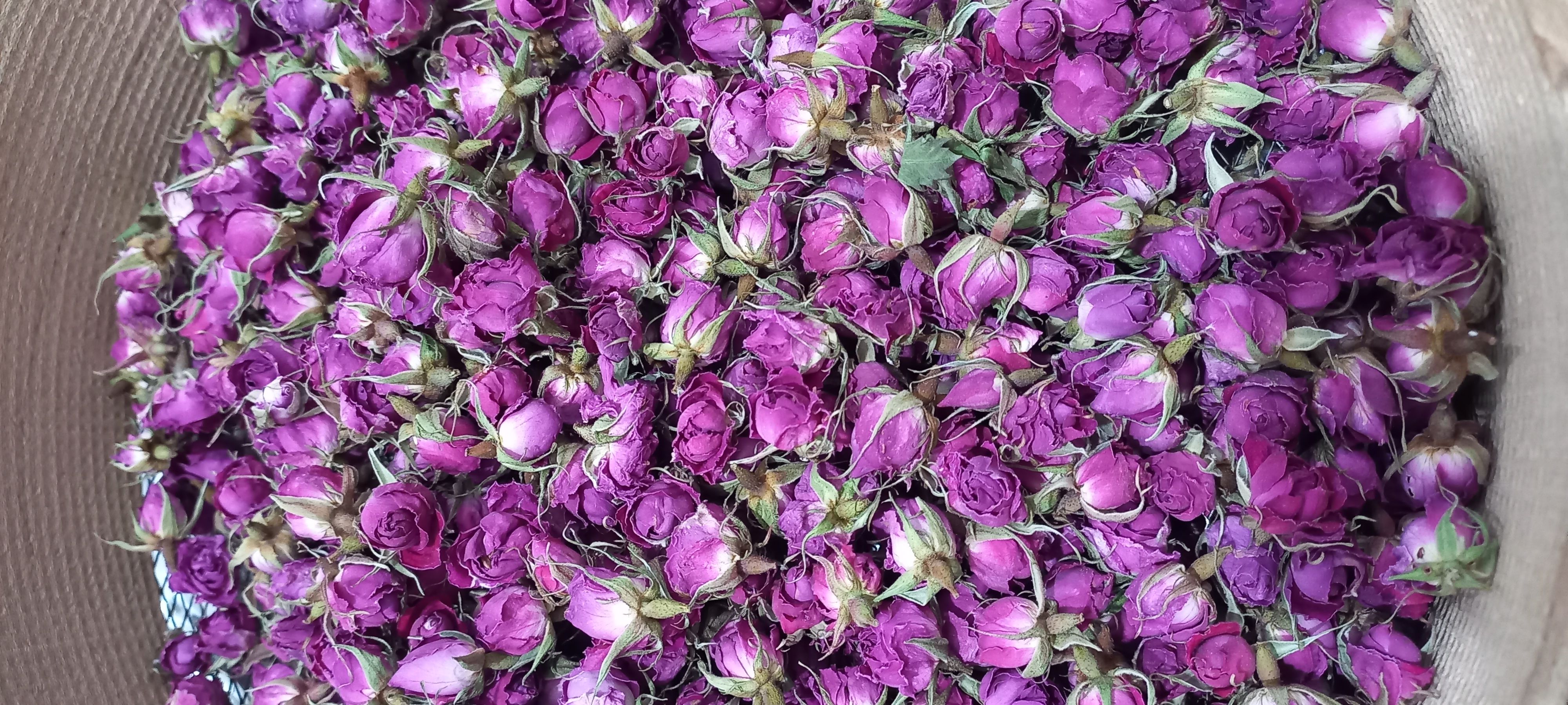 غنچه گل محمدی ایران