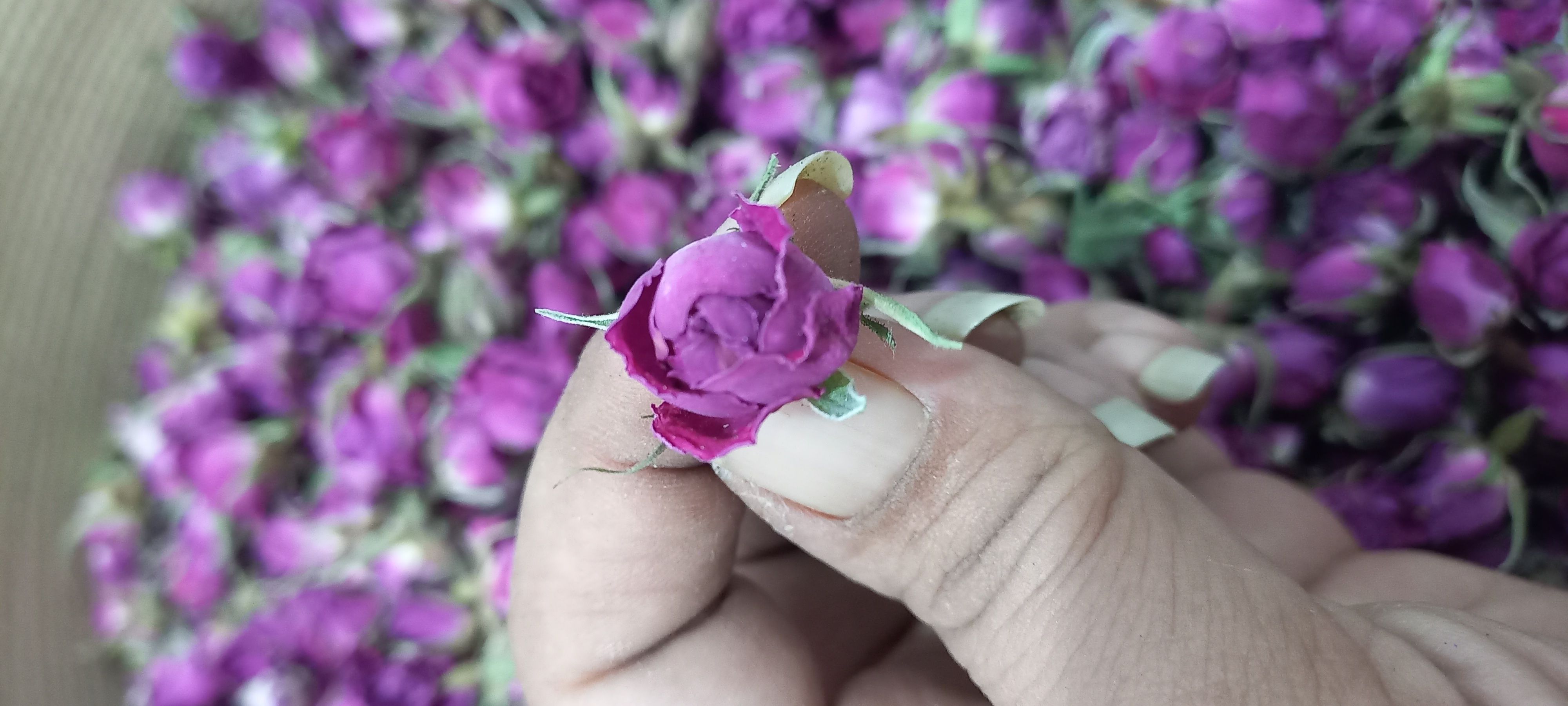 غنچه گل محمدی ایران