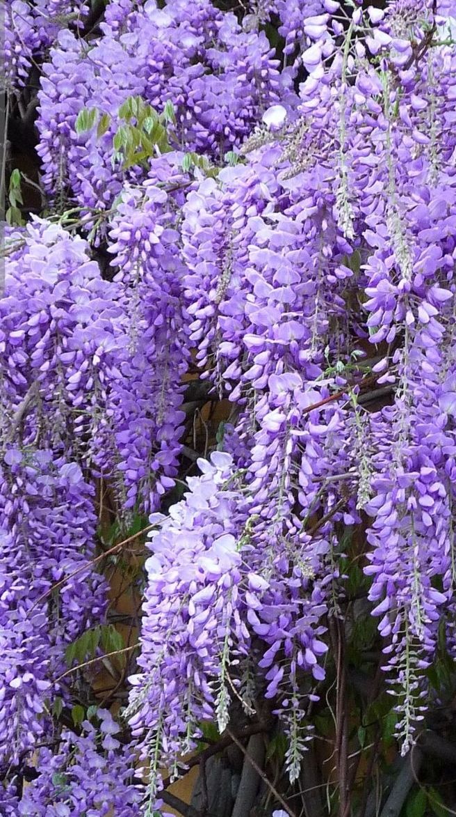 گلخانه و نهالستان 