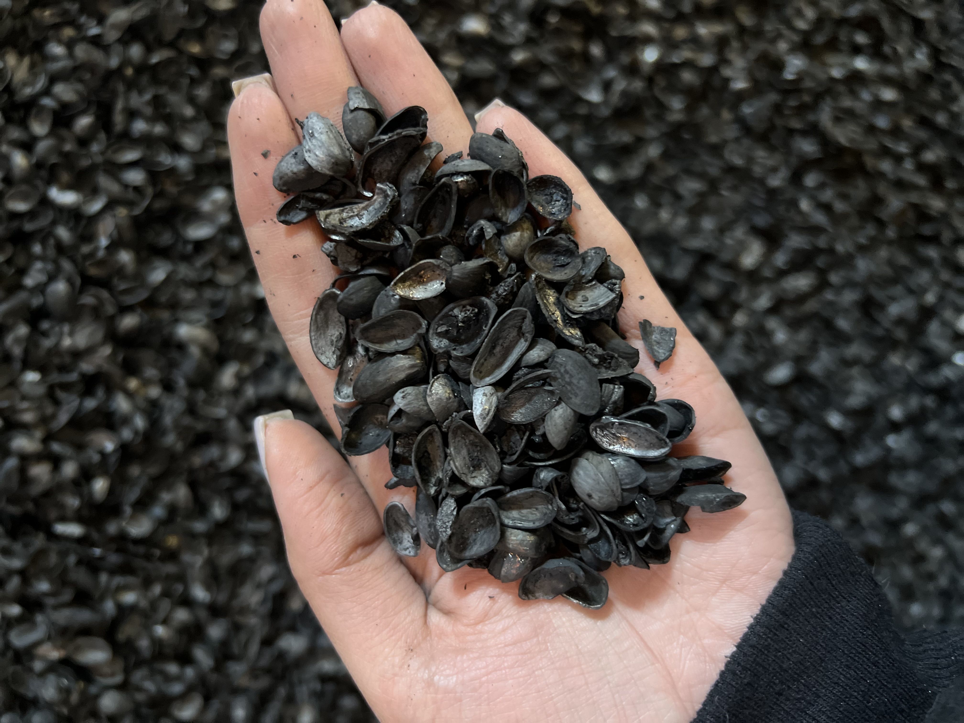 کربن پوست پسته