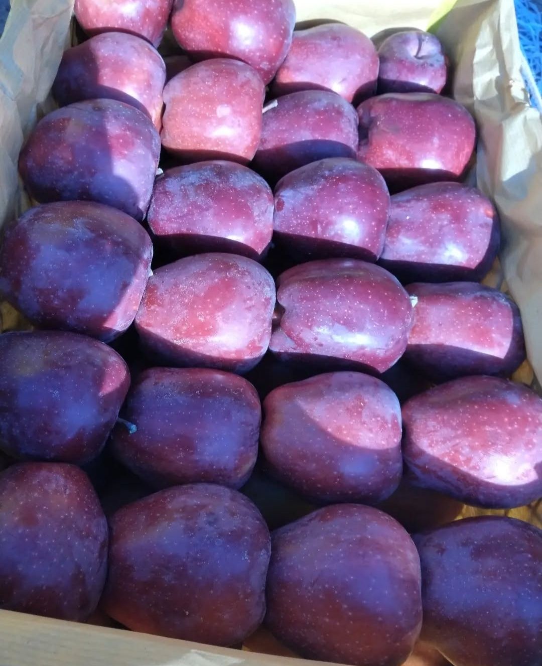 فروش سیب مراغه