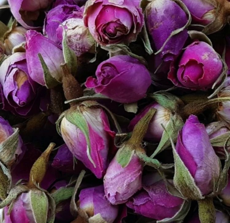 غنچه گل محمدي معطر 