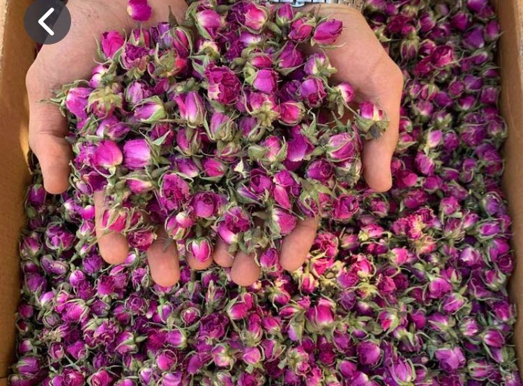 غنچه گل محمدي معطر 
