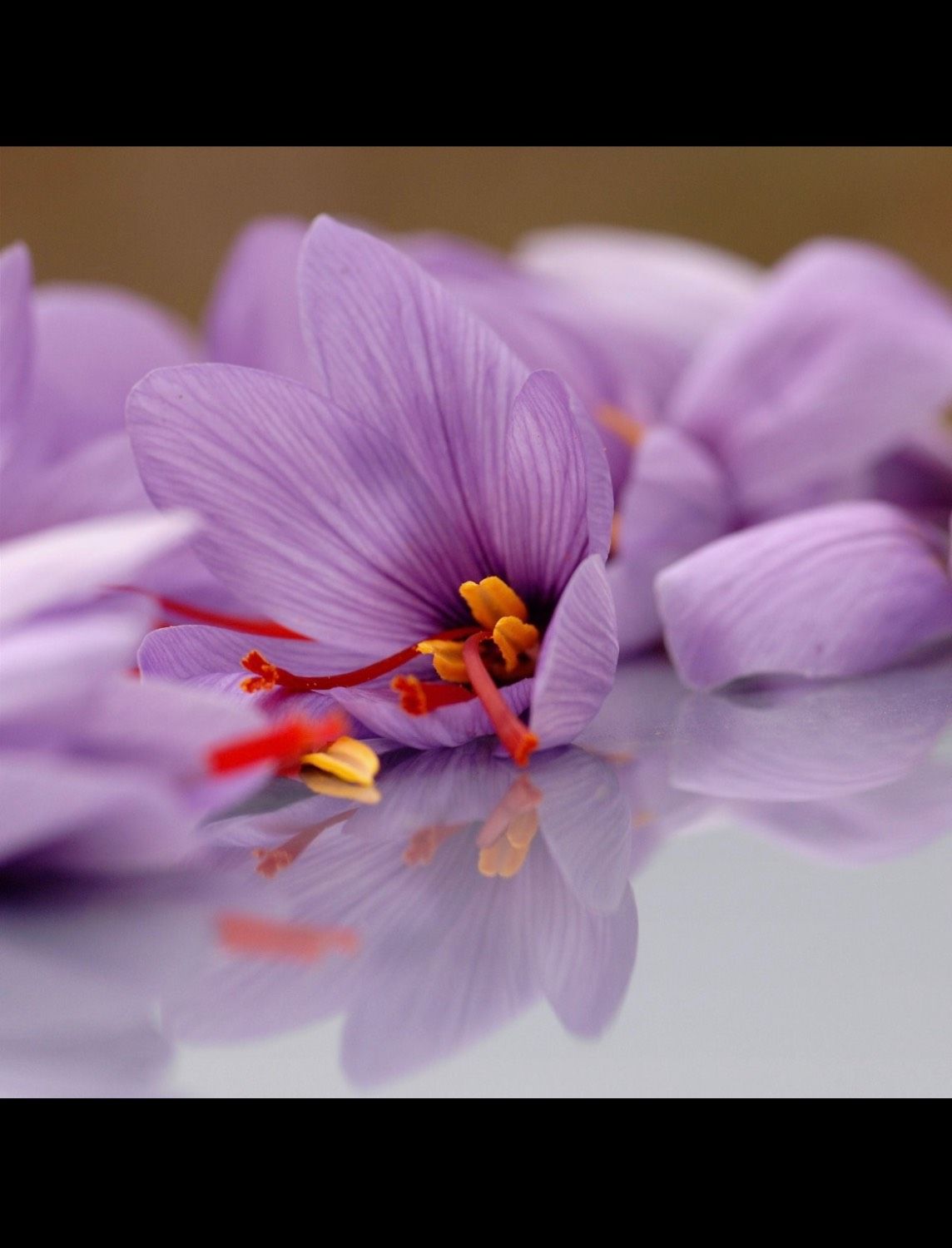 زعفران خراسان – طلای سرخ ایران