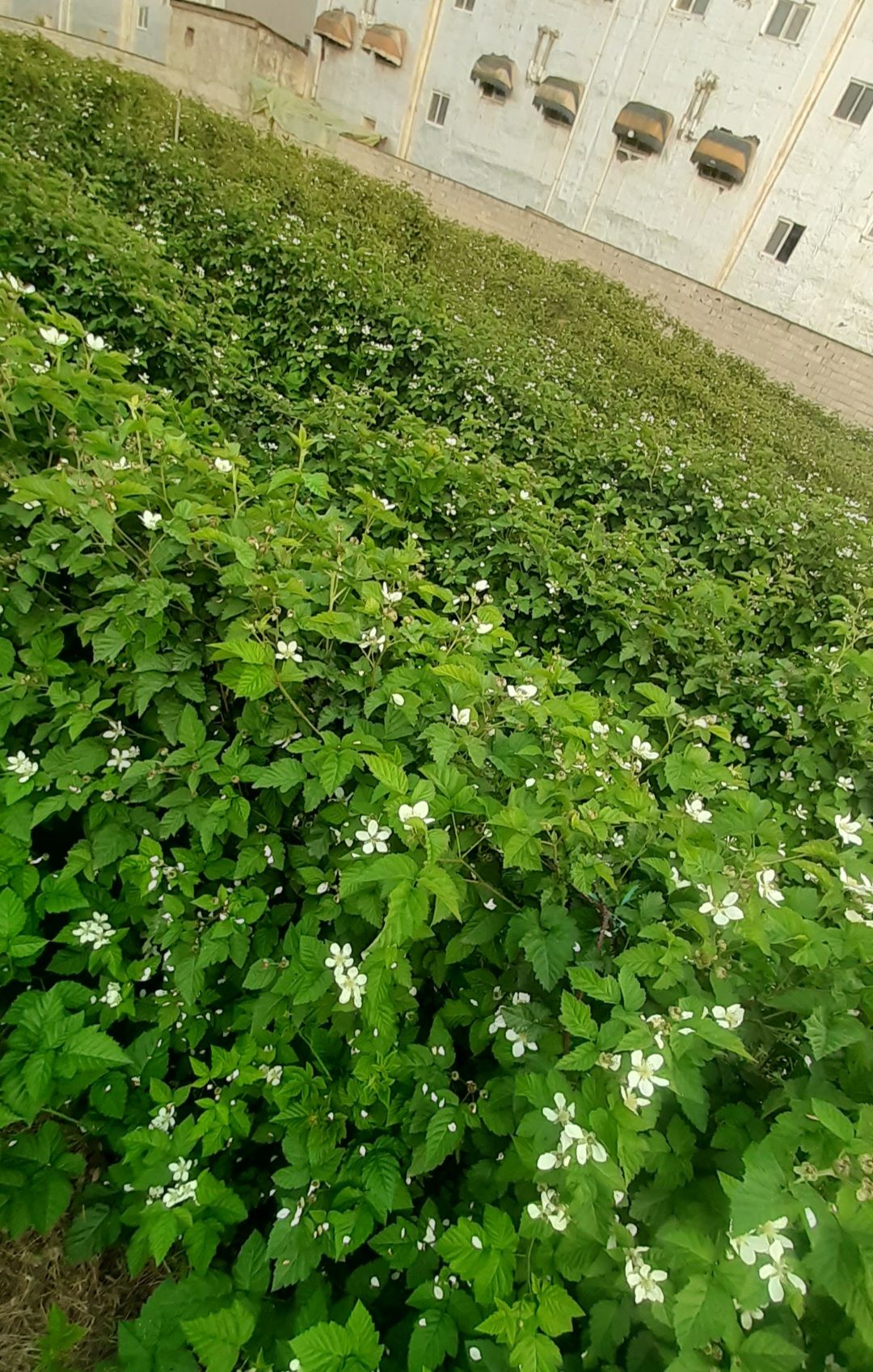 تمشک و توت فرنگی تازه و IQF