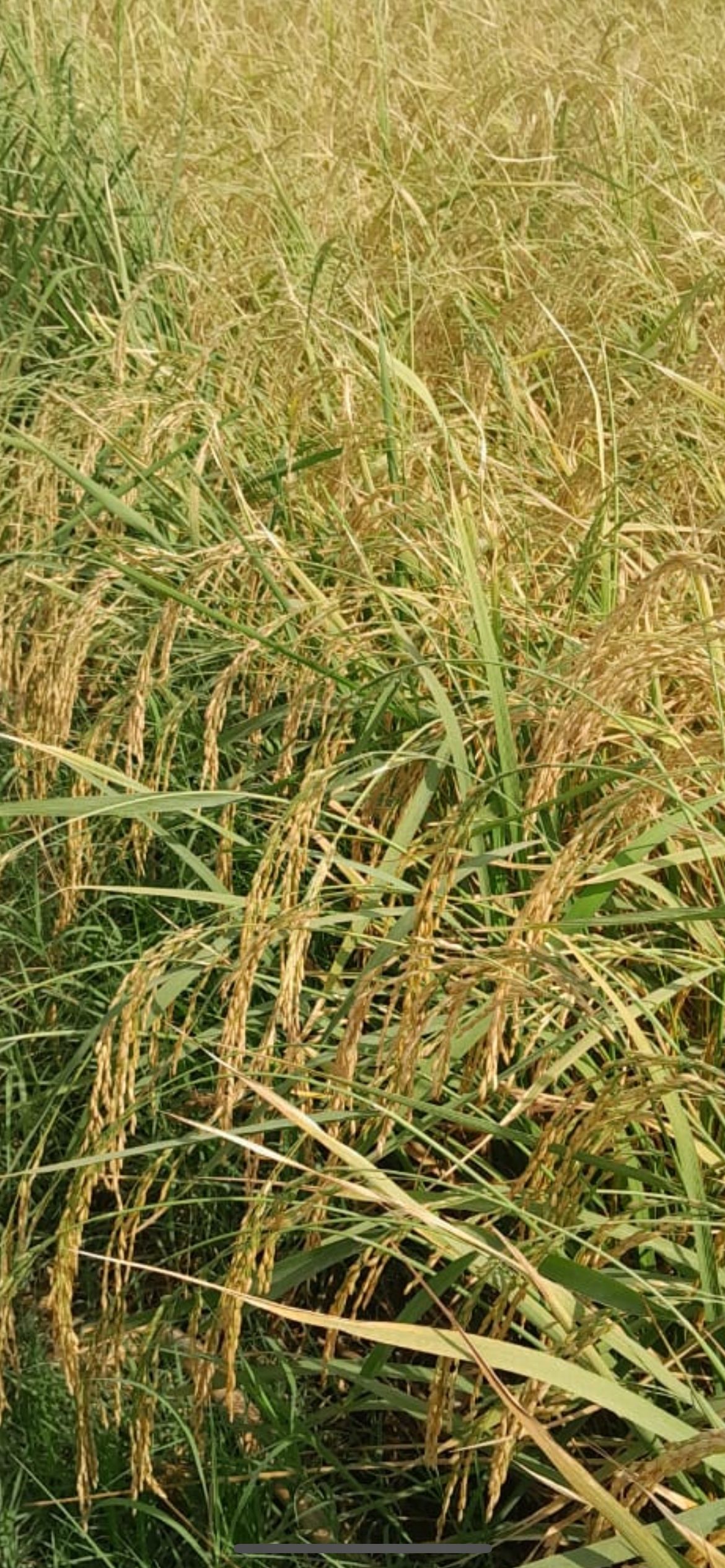 برنج هاشمی گیلان پنج ستاره