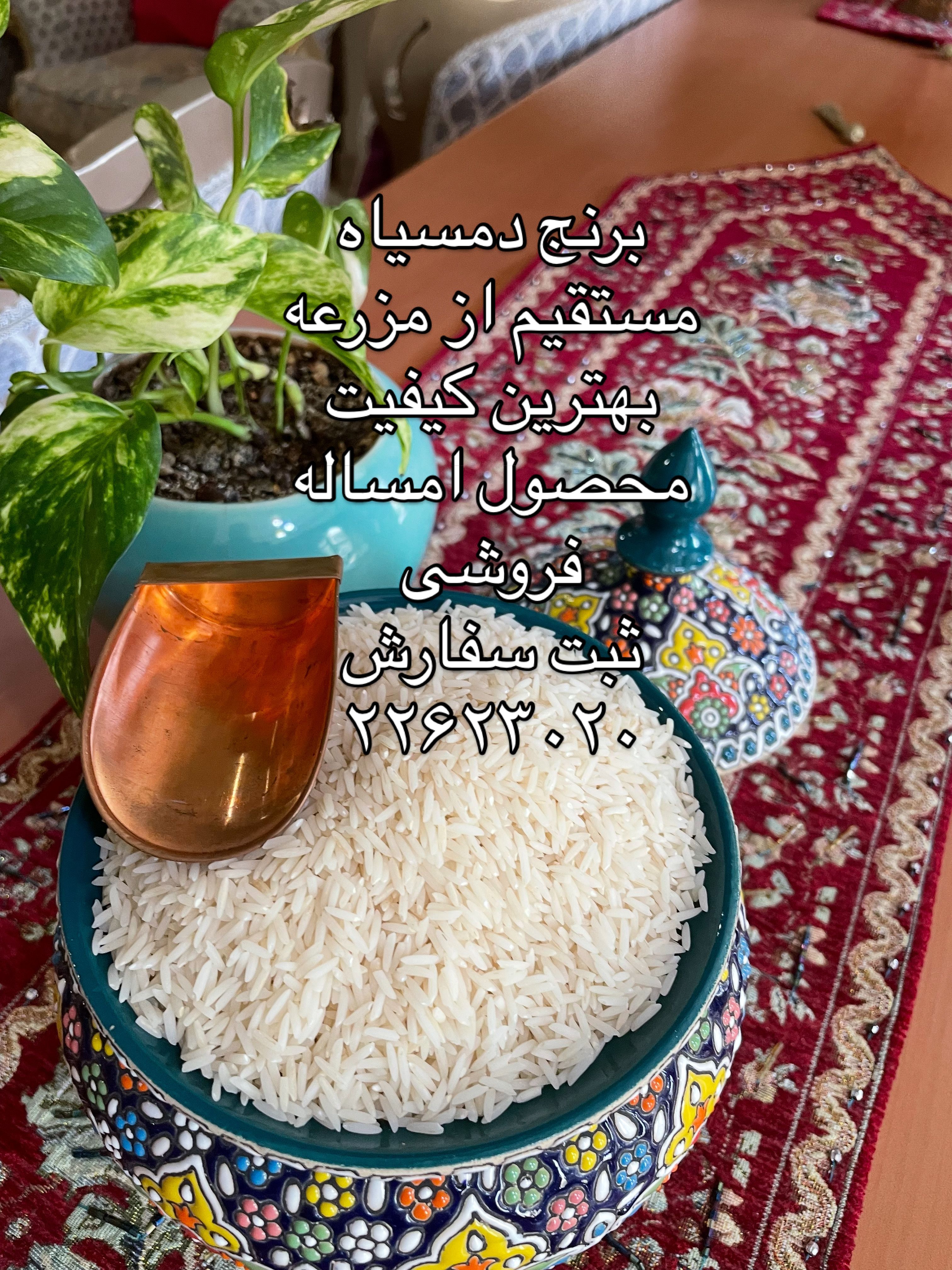 برنج هاشمی گیلان پنج ستاره