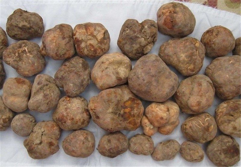 عرضه دمبل ، اویشن و ....