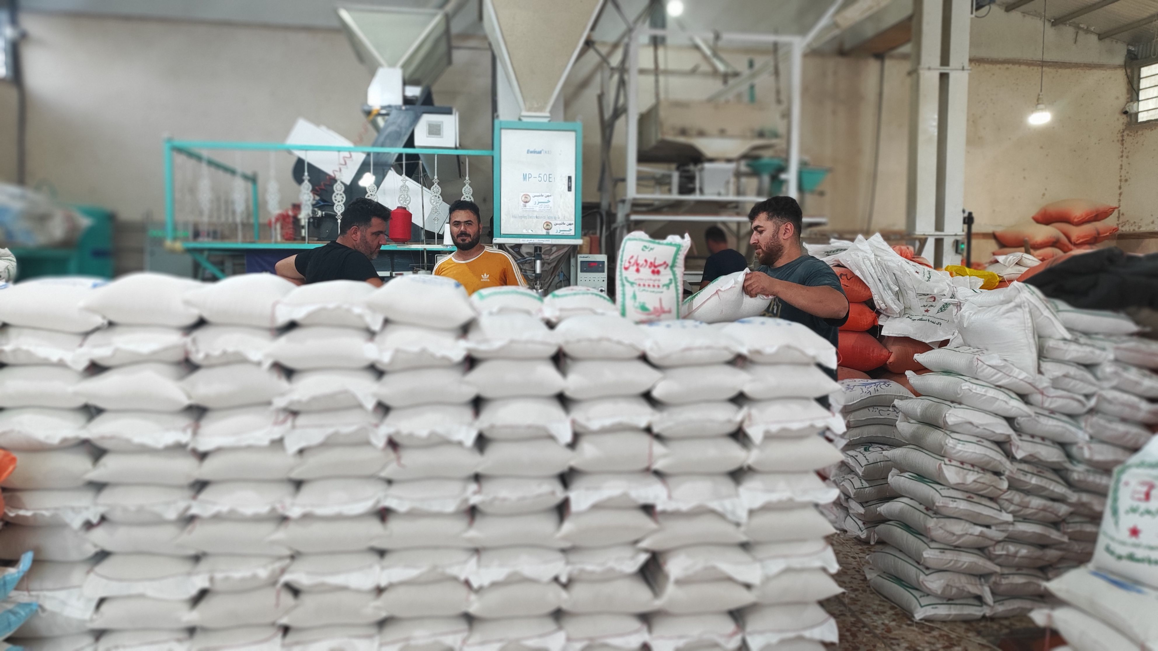 فروش بهترین برنج های محلی ایران 