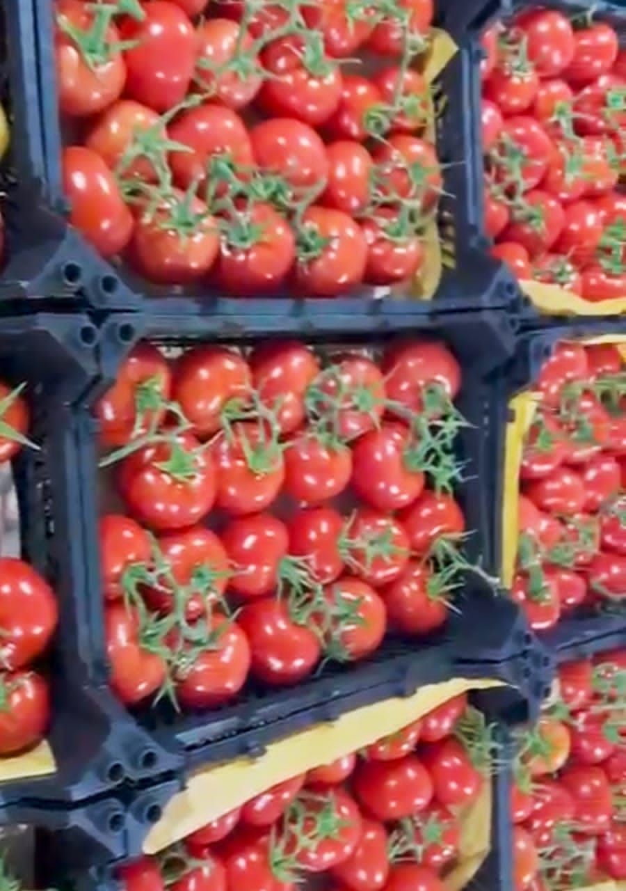 تامین کننده صیفی جات