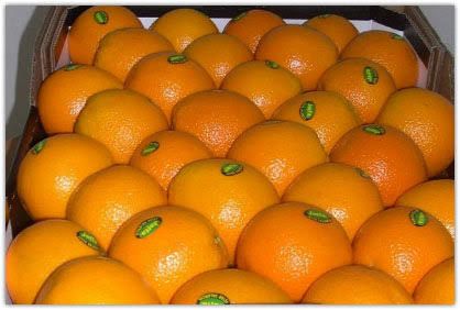 پرتقال تامسون و خونی بالا ترین کیفیت