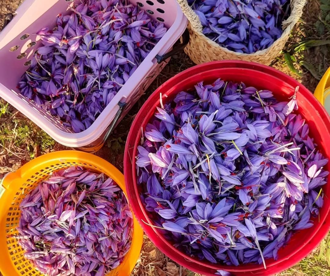 زعفران اصیل ایرانی