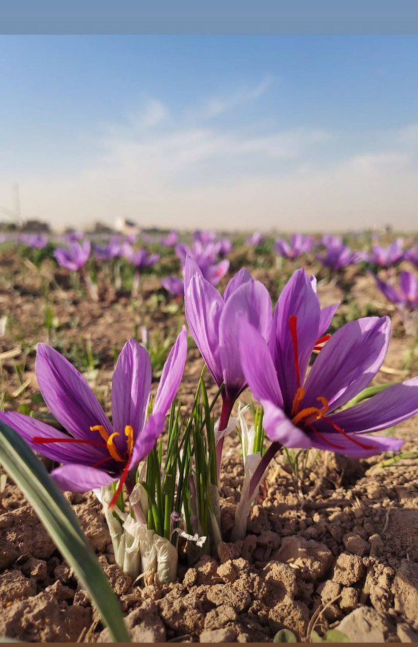 زعفران سوپر نگین صادراتی