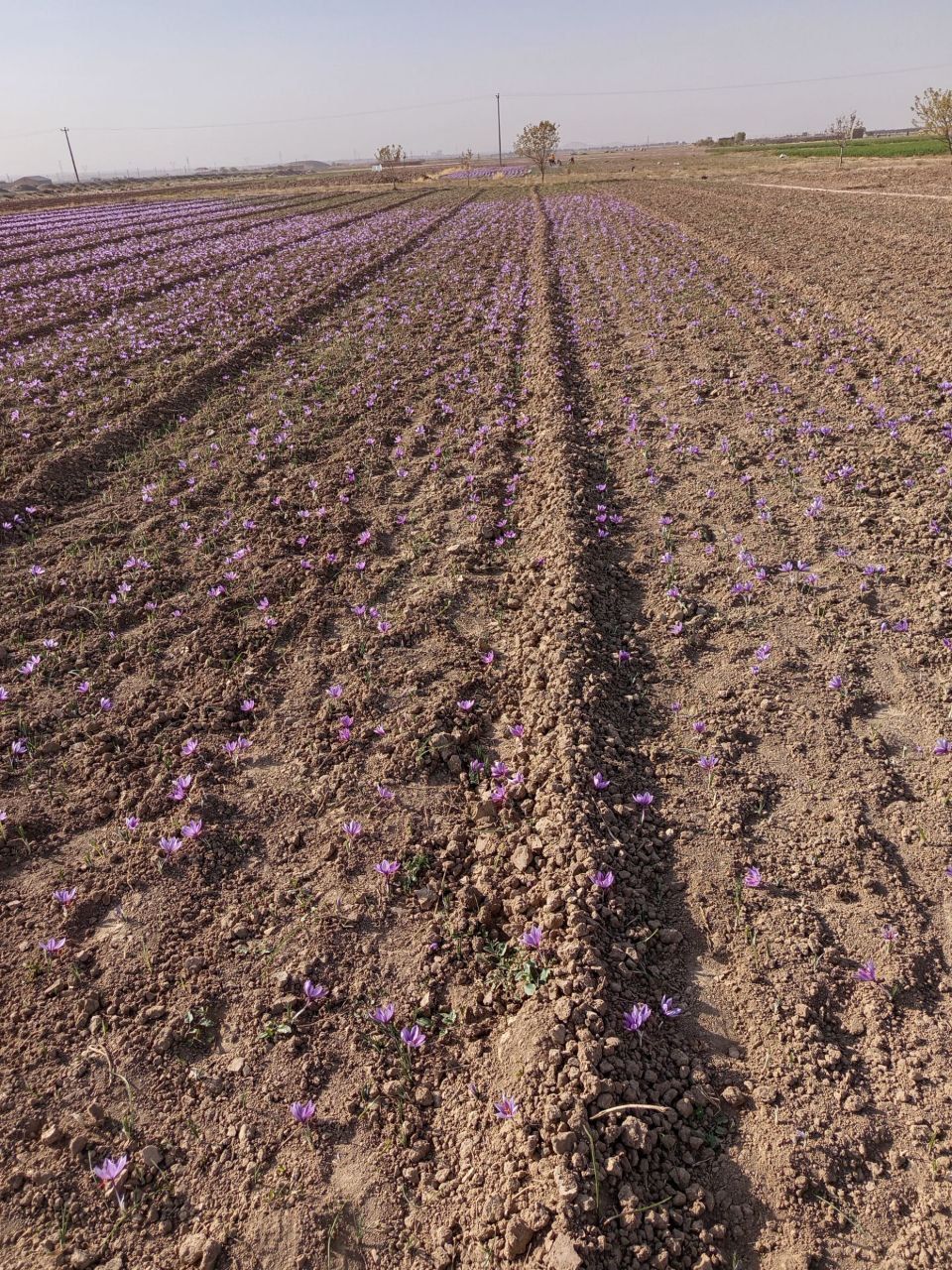 زعفران سوپر نگین صادراتی
