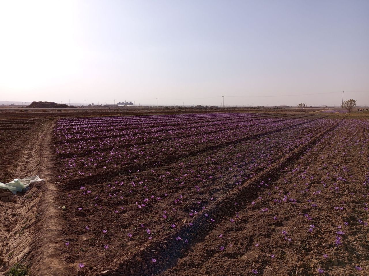 زعفران سوپر نگین صادراتی