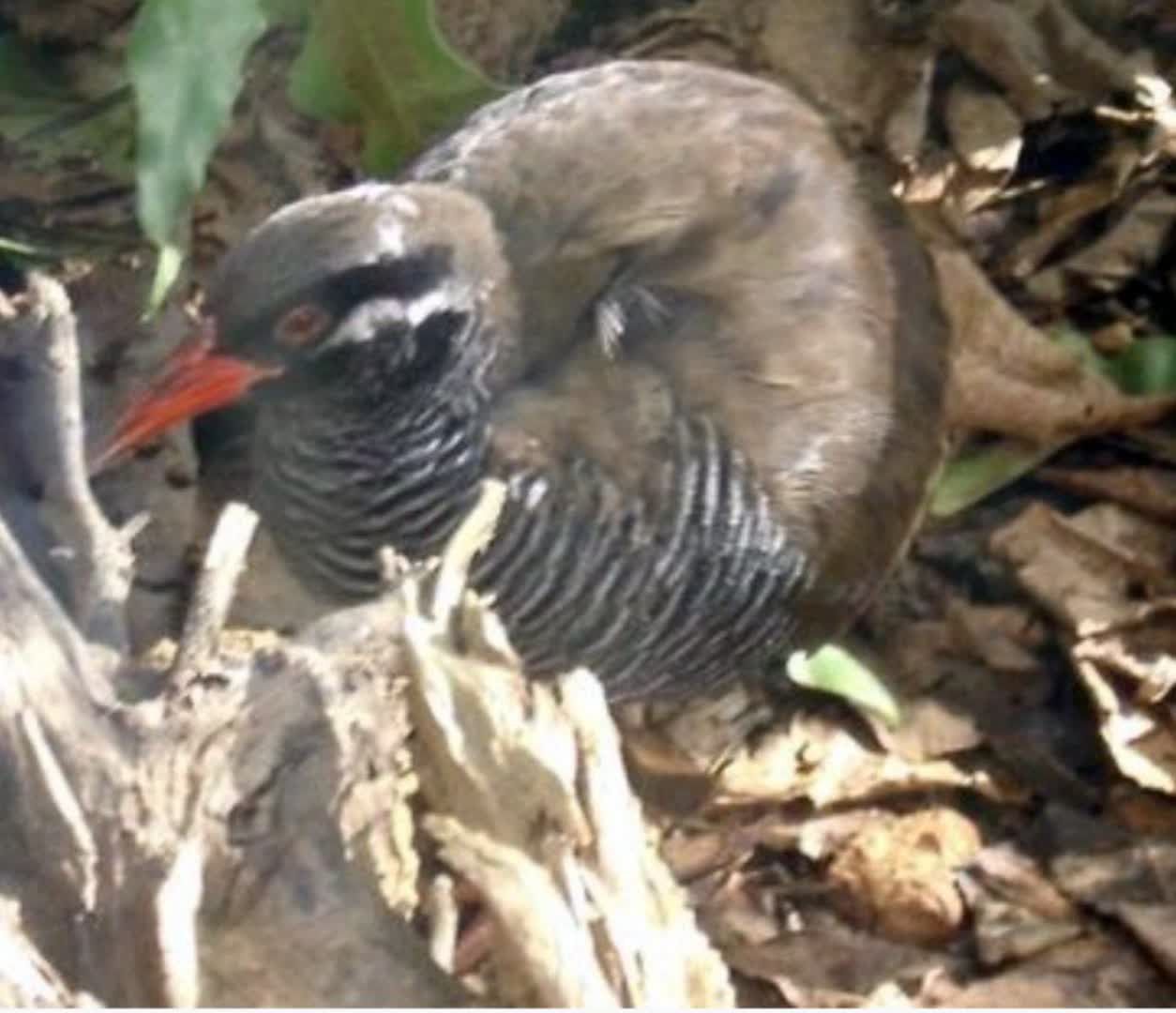 طیور گوشتی پرورشی ارگانیک