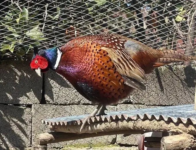 طیور گوشتی پرورشی ارگانیک