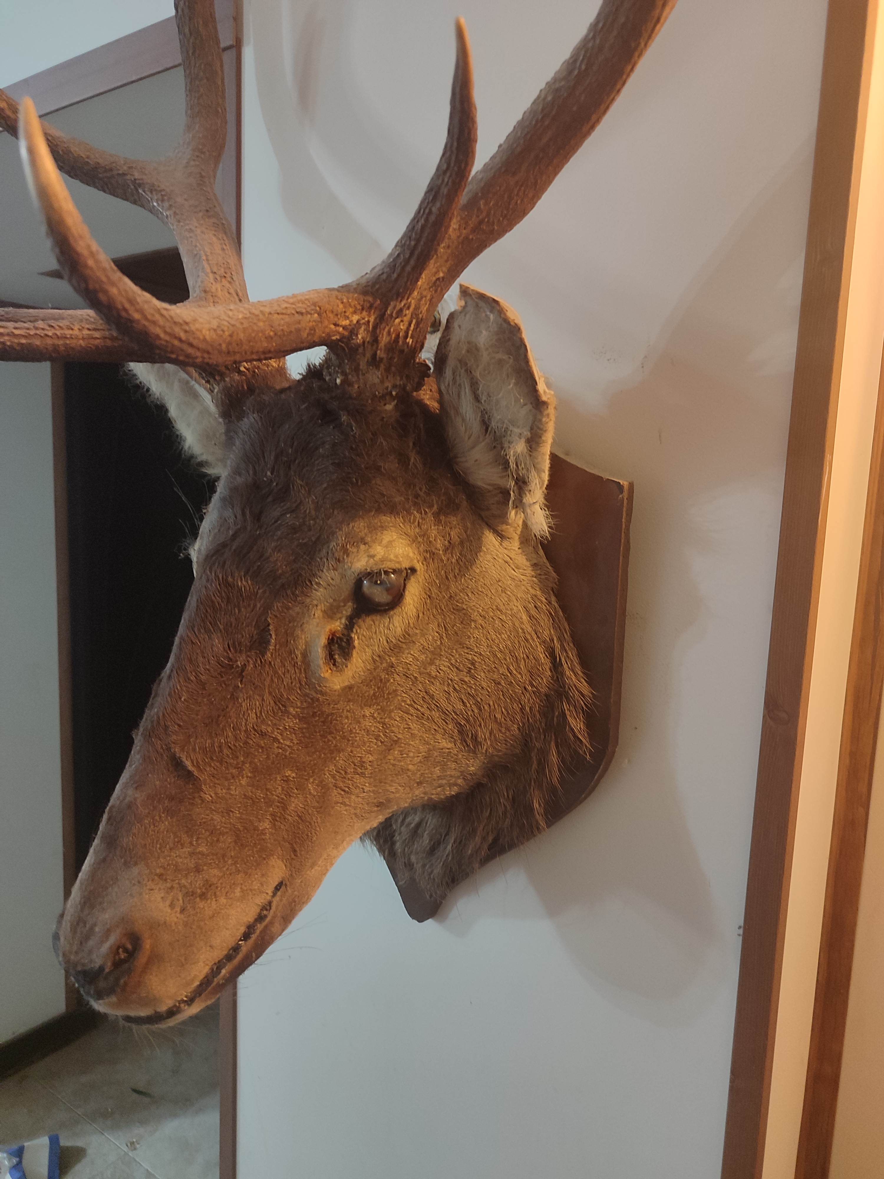 سر قدیمی مارال ۶ ساله ایرانی قدیمی مجاز