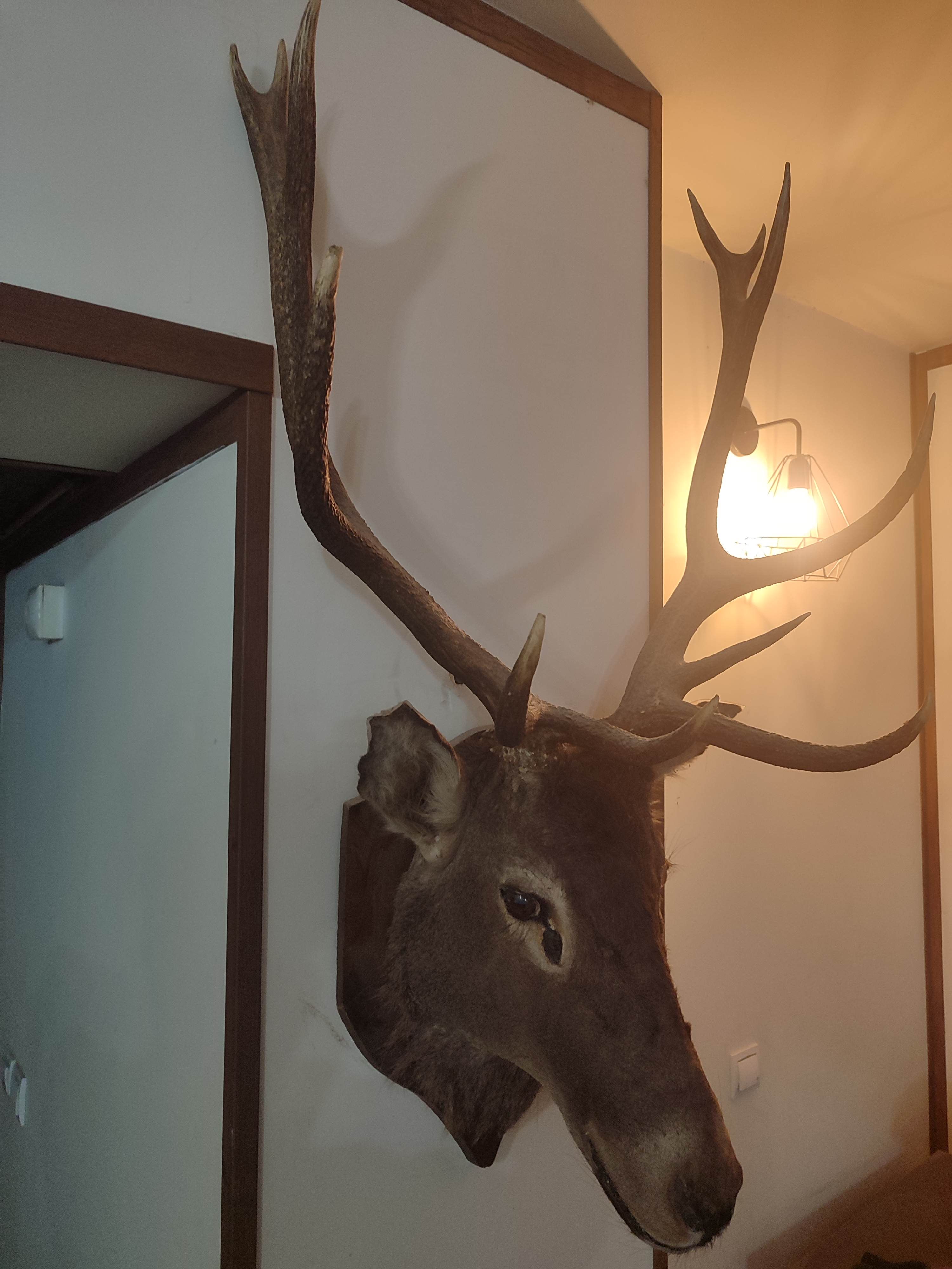 سر قدیمی مارال ۶ ساله ایرانی قدیمی مجاز