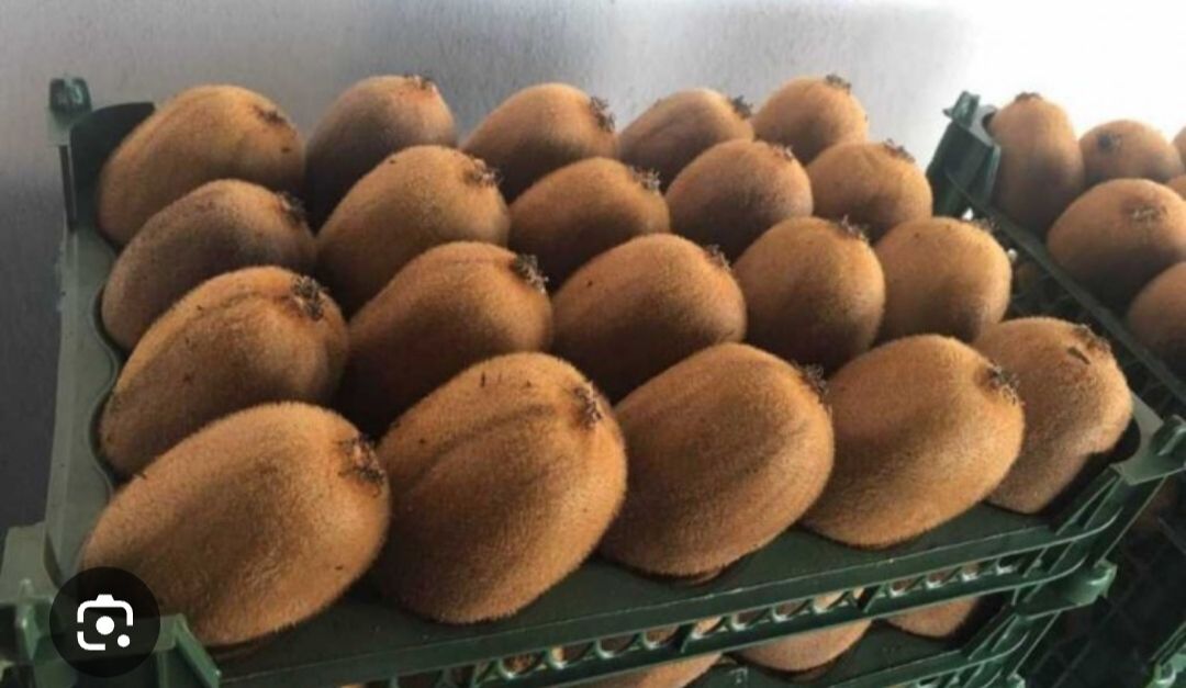 انواع میوه های لوکس و درجه یک 