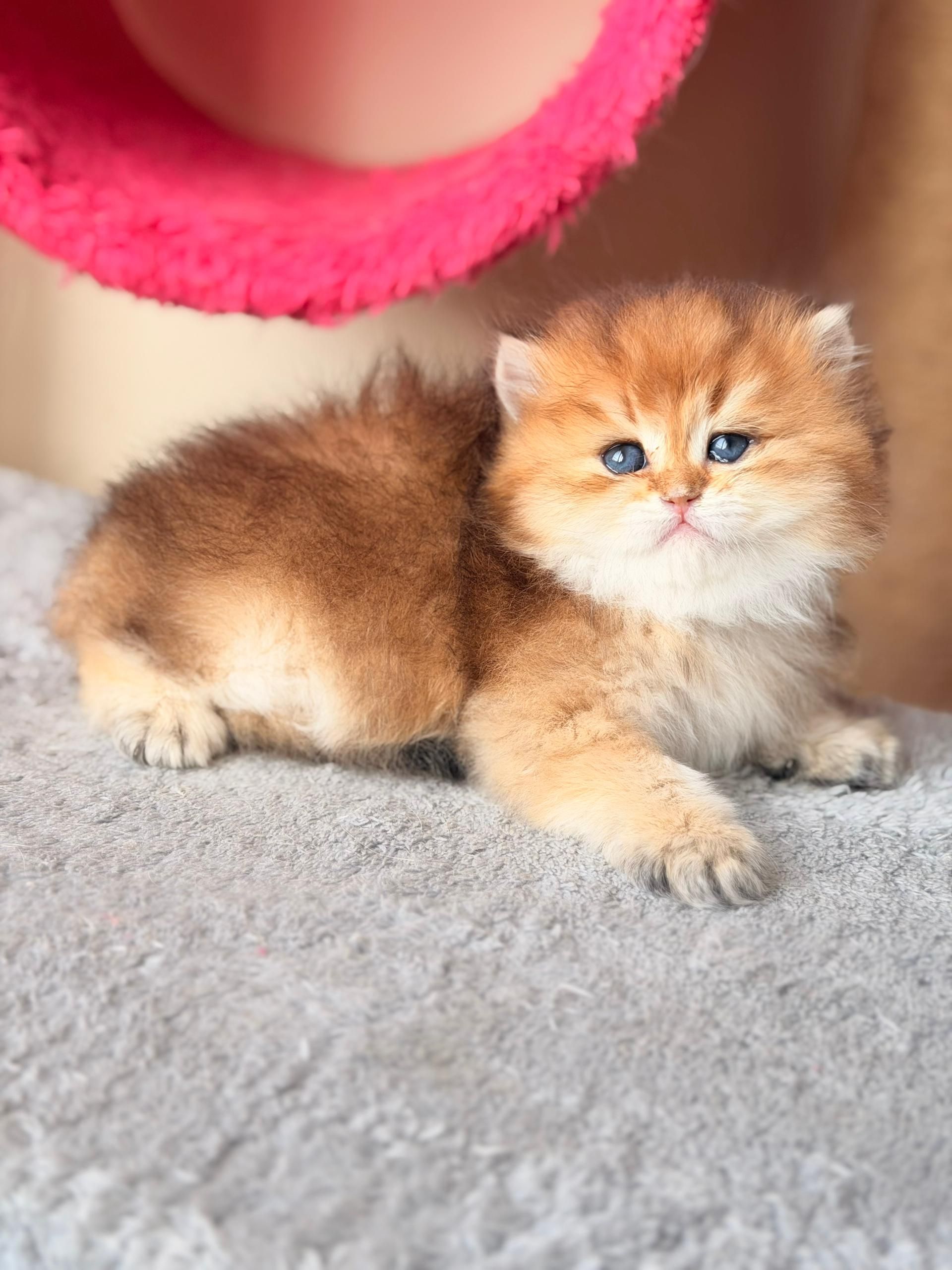 گربه بریتیش لانگ هیر