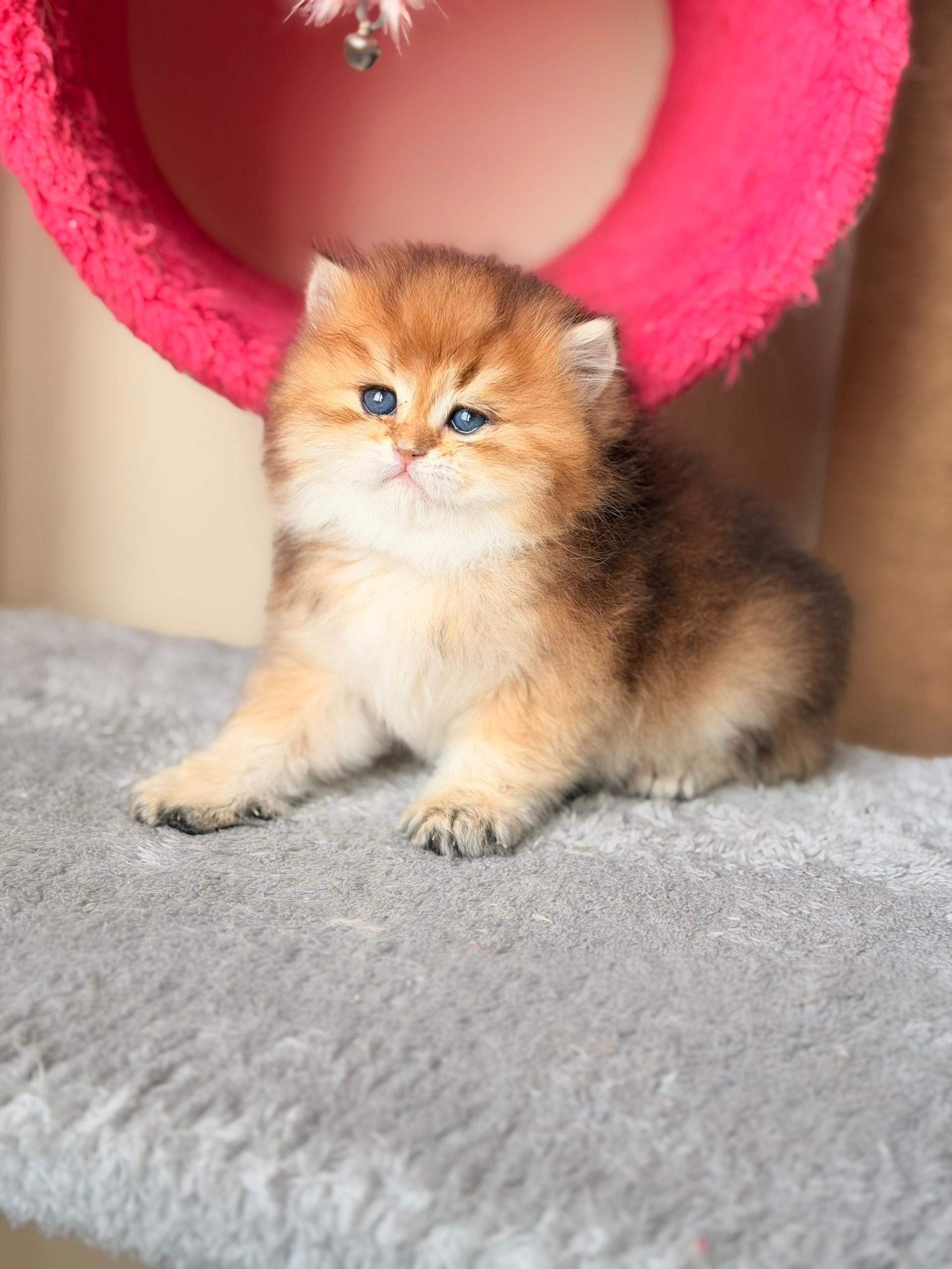 گربه بریتیش لانگ هیر