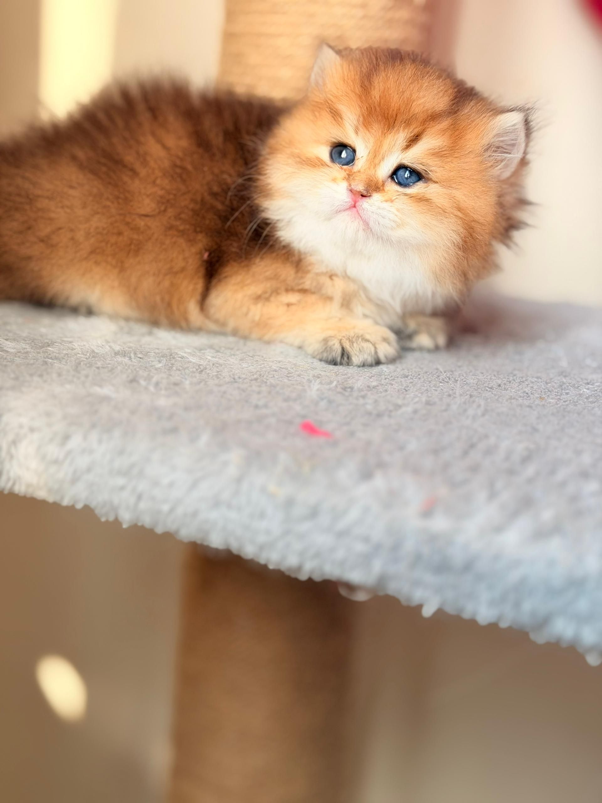 گربه بریتیش لانگ هیر