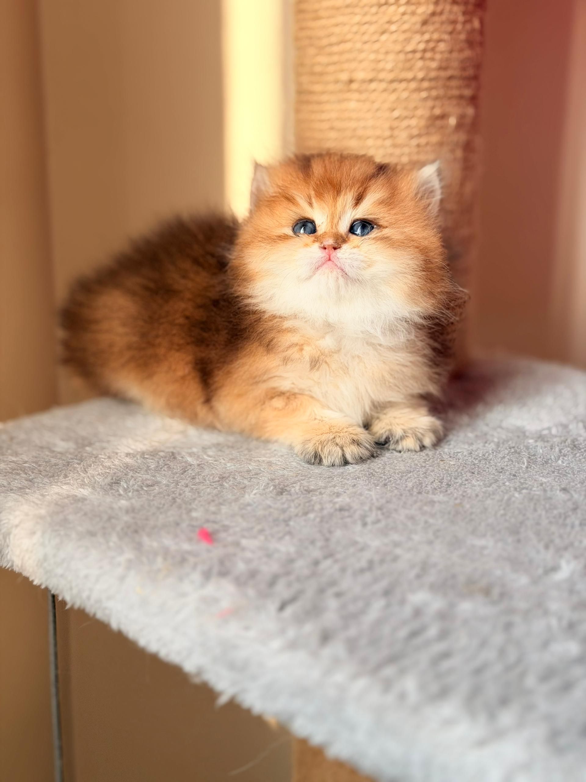 گربه بریتیش لانگ هیر