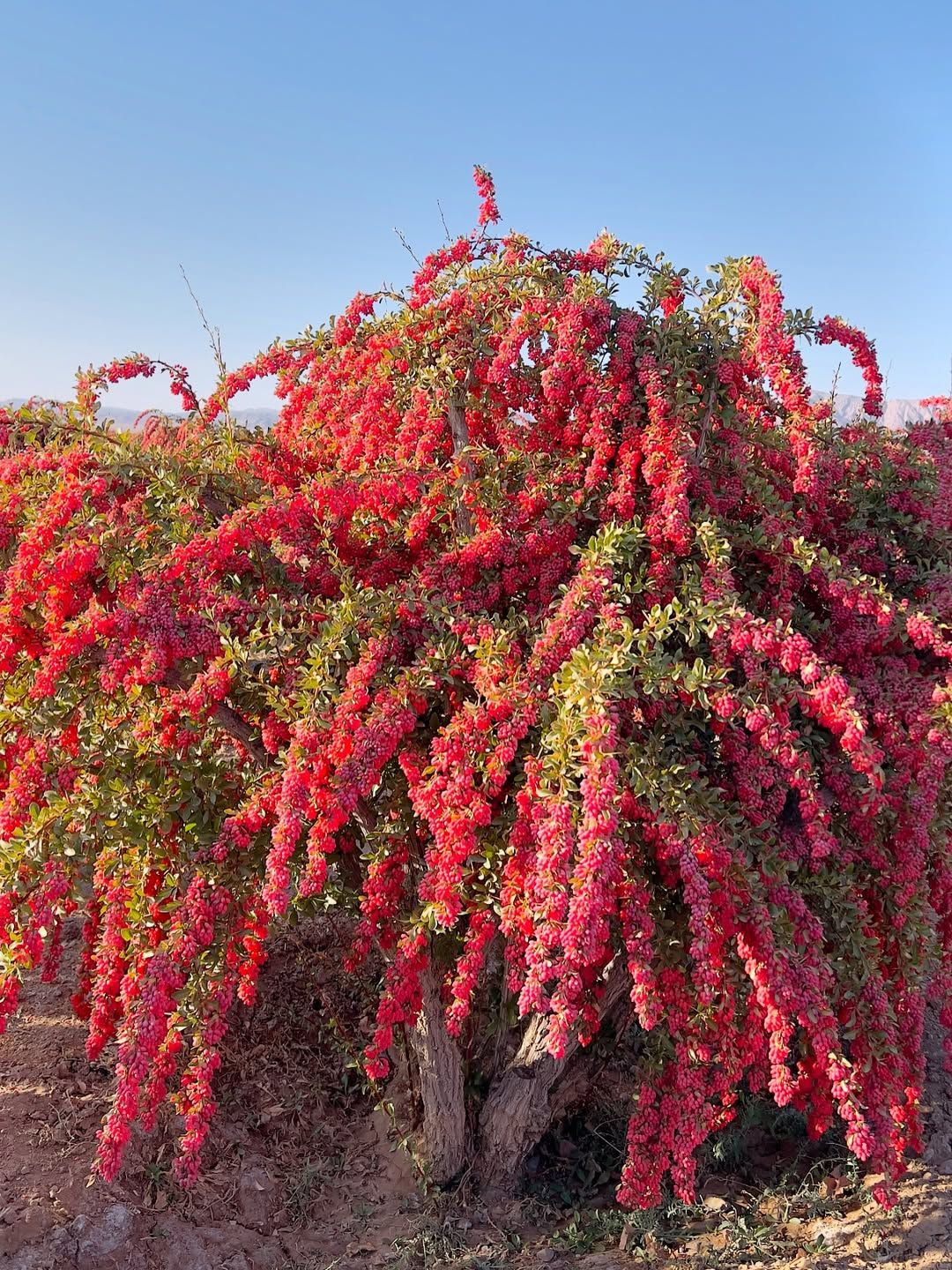 زرشک یاقوت سرخ خراسان 