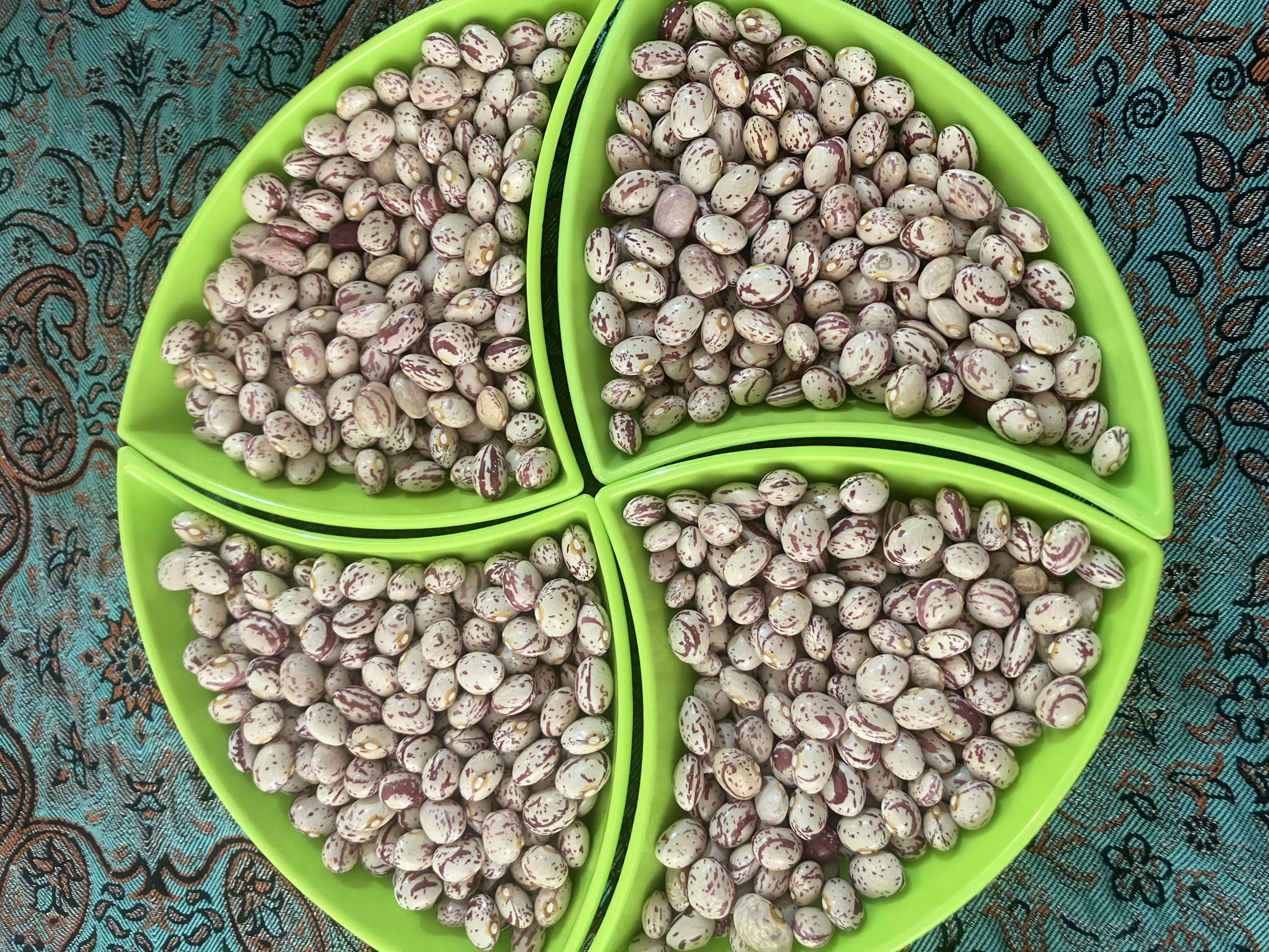 لوبیا چیتی اعلا صادراتی