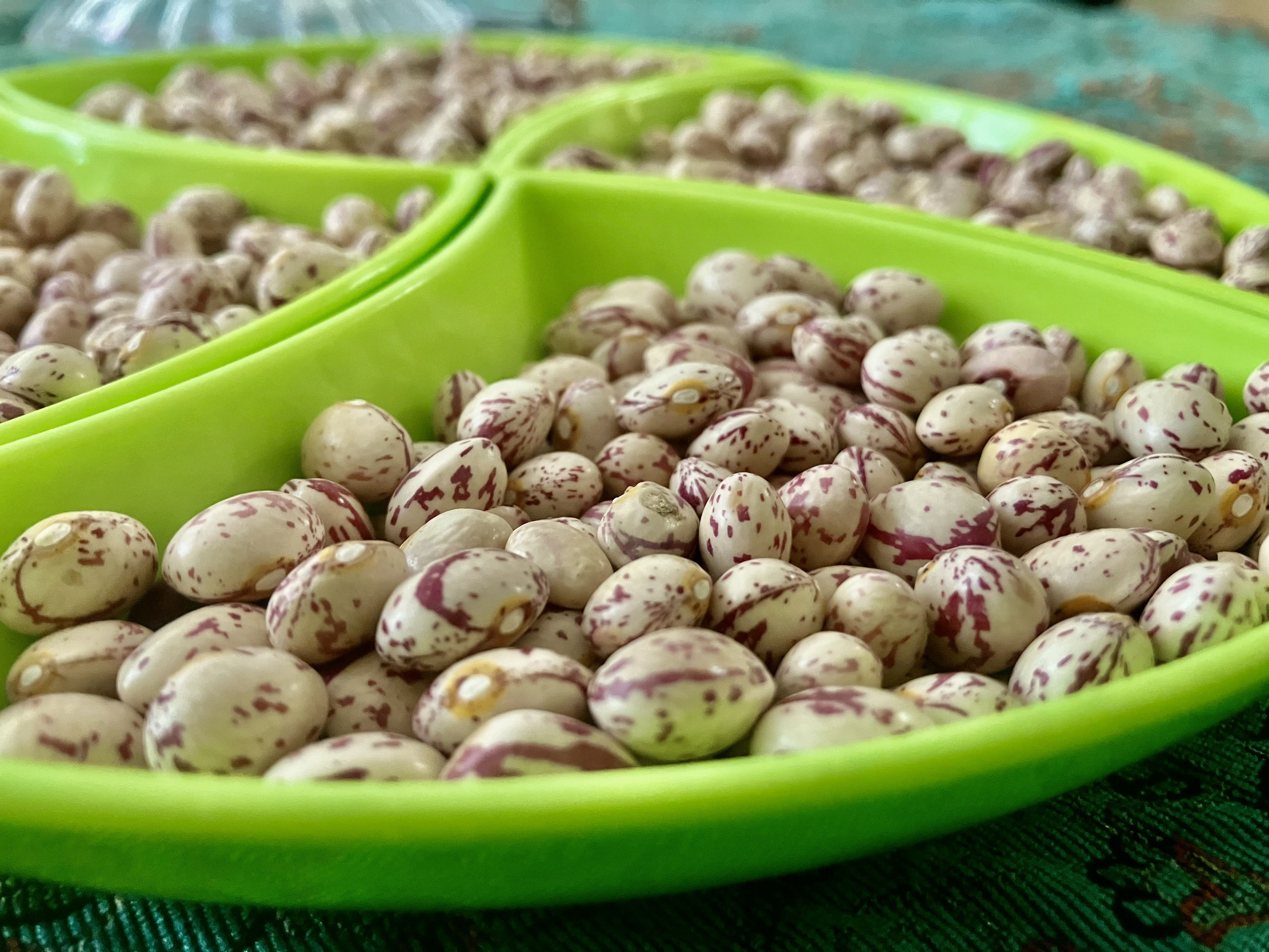 لوبیا چیتی اعلا صادراتی