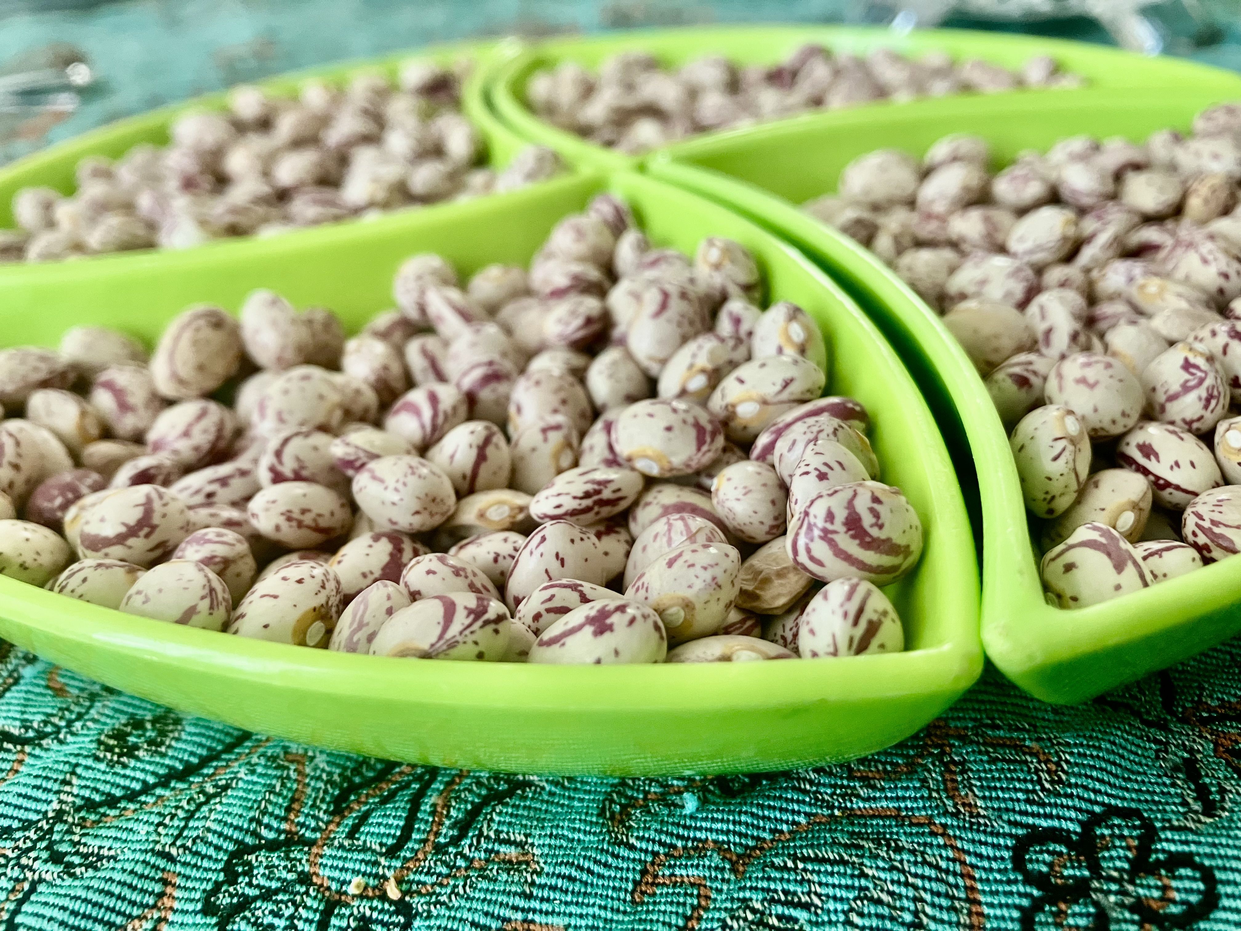 لوبیا چیتی اعلا صادراتی
