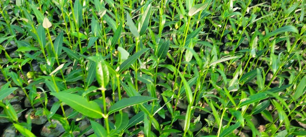 فروش نهال حرا