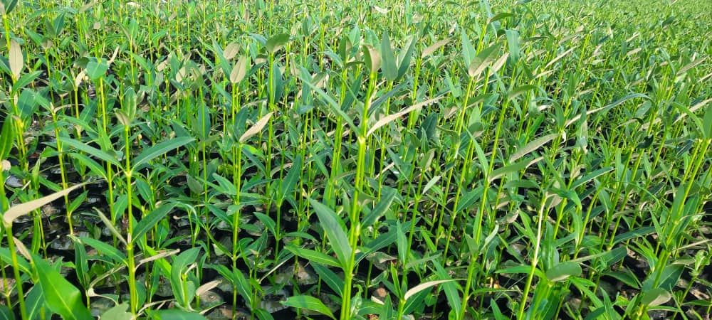 فروش نهال حرا