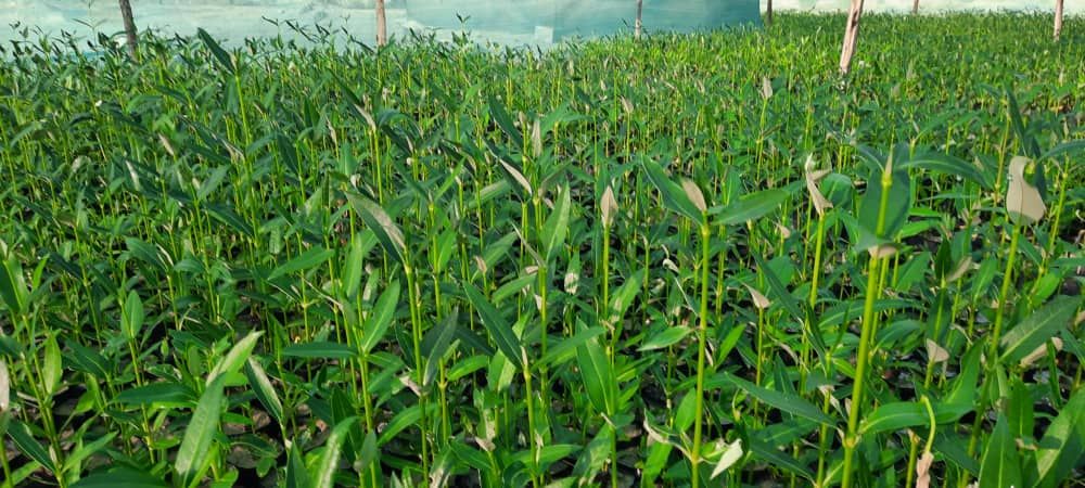 فروش نهال حرا