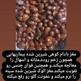 بادام کوهی (الوک) یا بادام وحشی