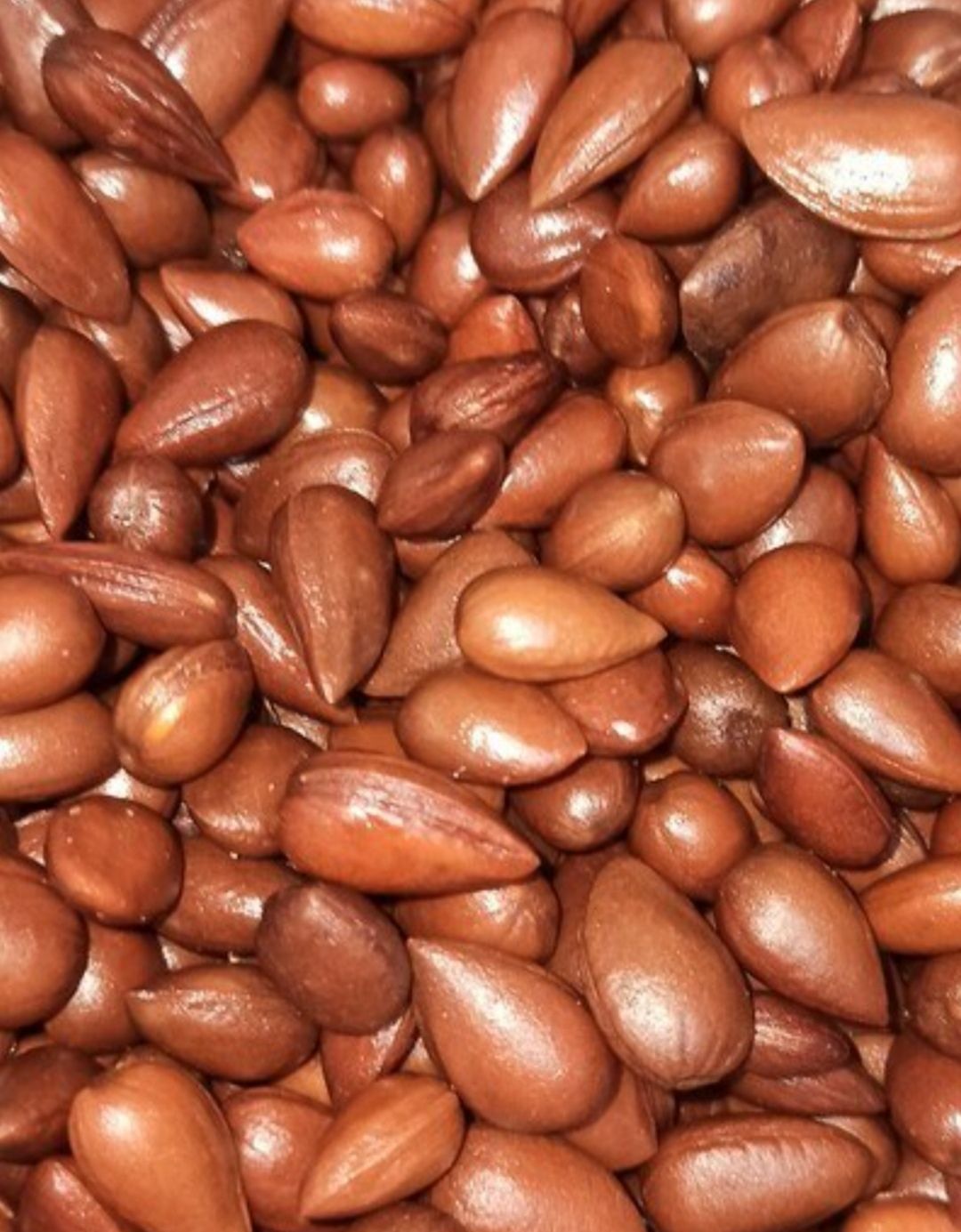 بادام کوهی (الوک) یا بادام وحشی