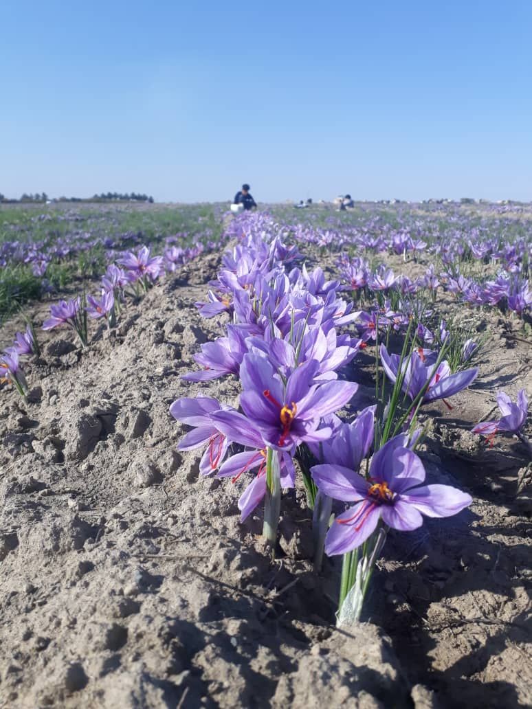 فروش زعفران اصل ایرانی