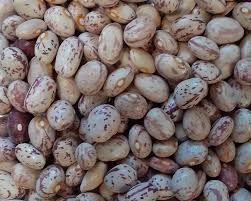 لوبیا چیتی . حبوب البینتو