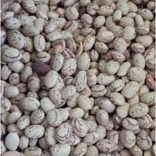 لوبیا چیتی . حبوب البینتو