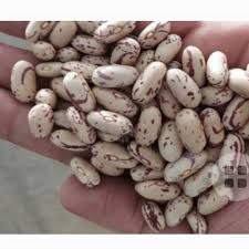 لوبیا چیتی . حبوب البینتو