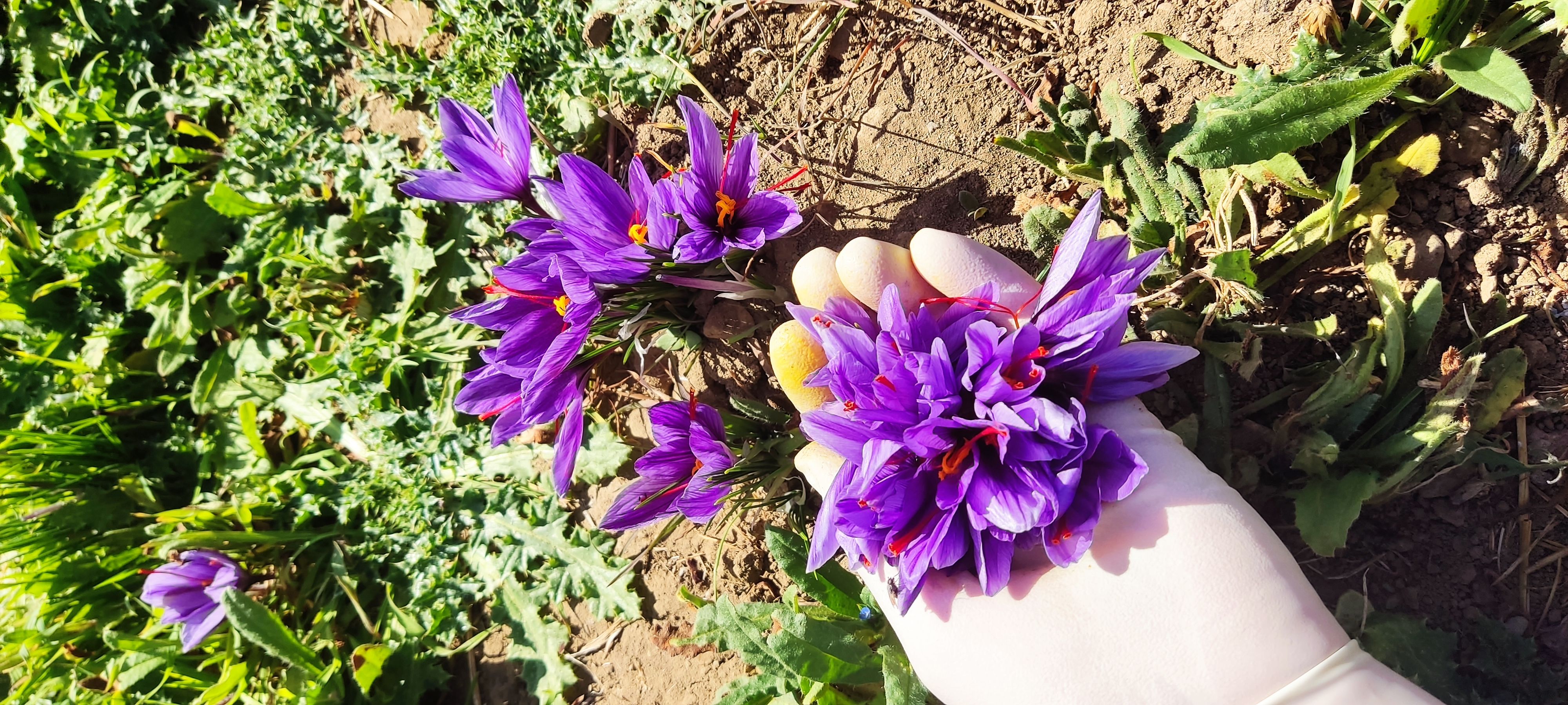 زعفران مرغوب ایرانی