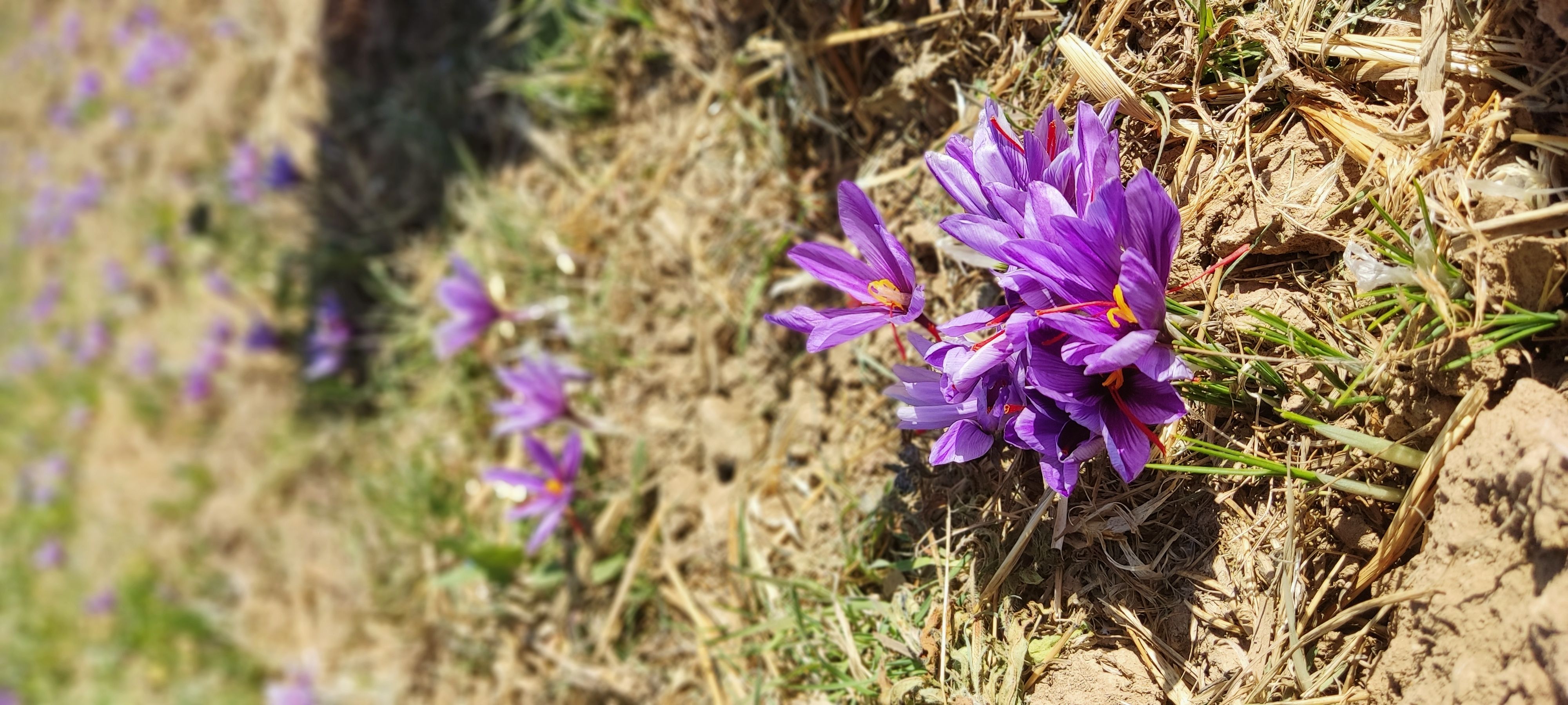 زعفران مرغوب ایرانی