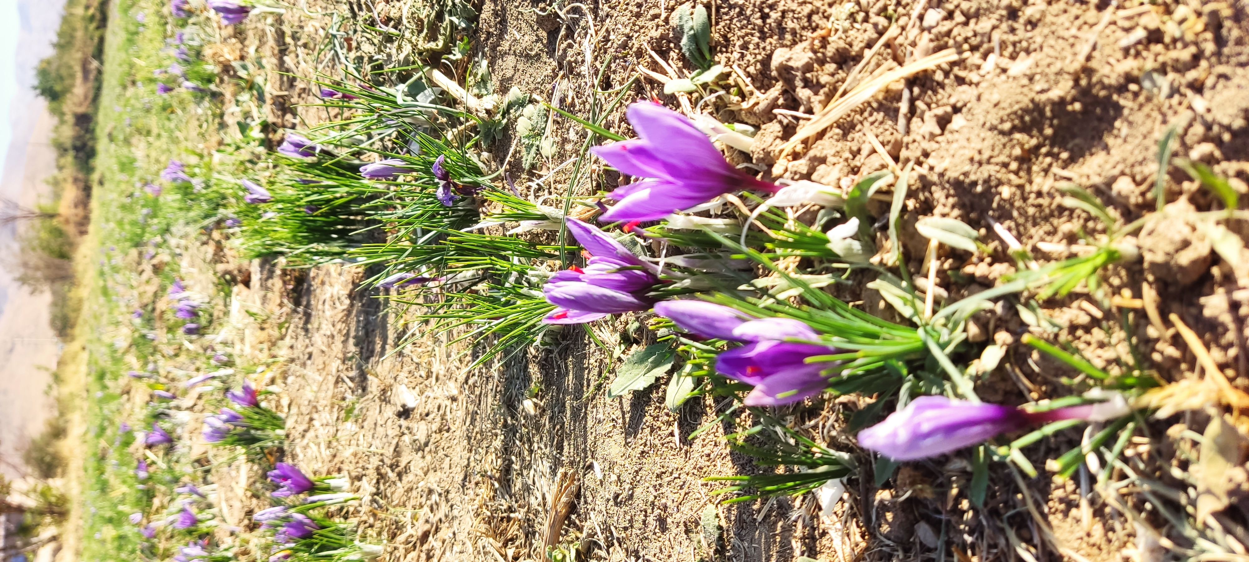 زعفران مرغوب ایرانی