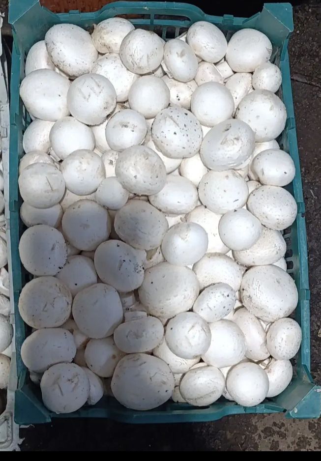 قارچ خوراکی